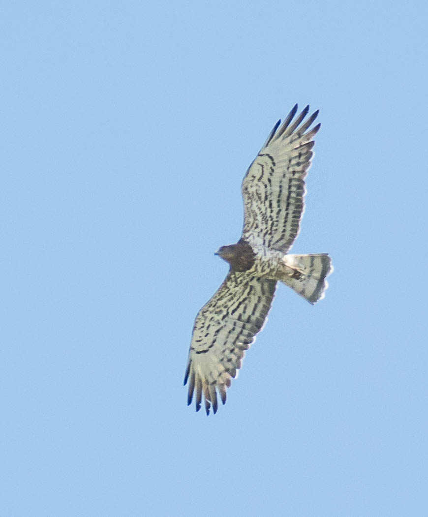 Circaète Aout  2020 ISO 450 420 mm f-5.6 1-1600 s.jpg