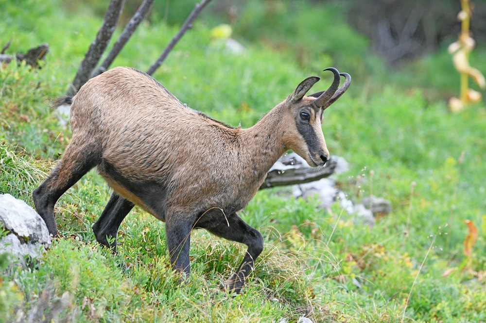 _DSC2498 - Copie.jpg