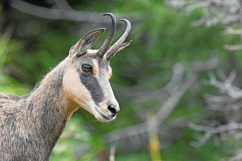 _DSC2510 - Copie.jpg