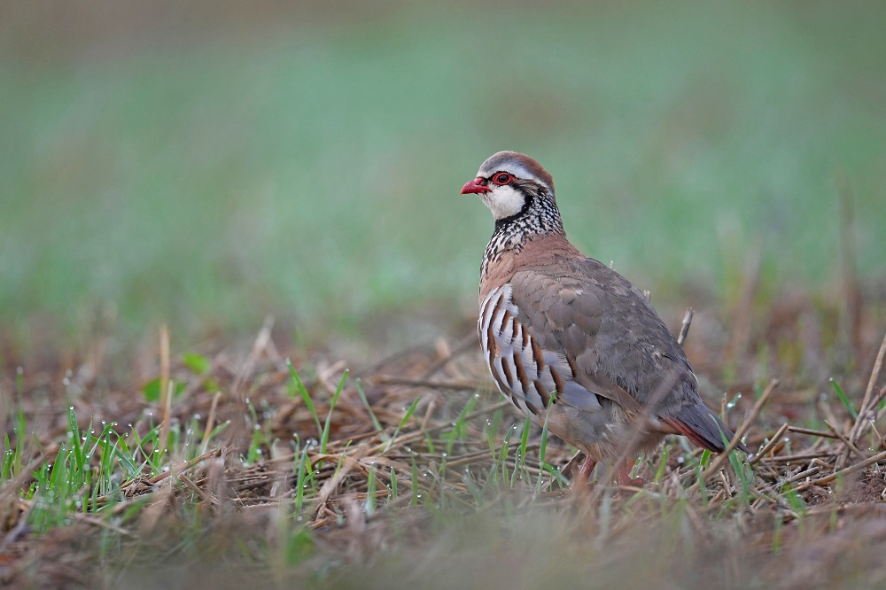 _DSC3492 - Copie.jpg