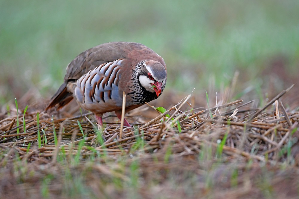_DSC3521 - Copie.jpg