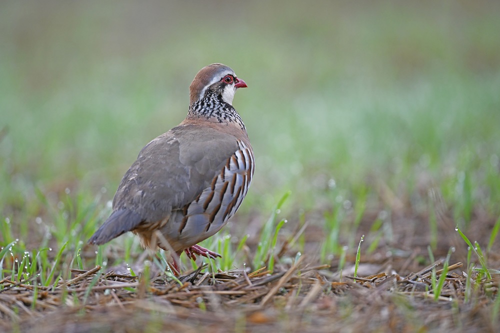 _DSC3531 - Copie.jpg