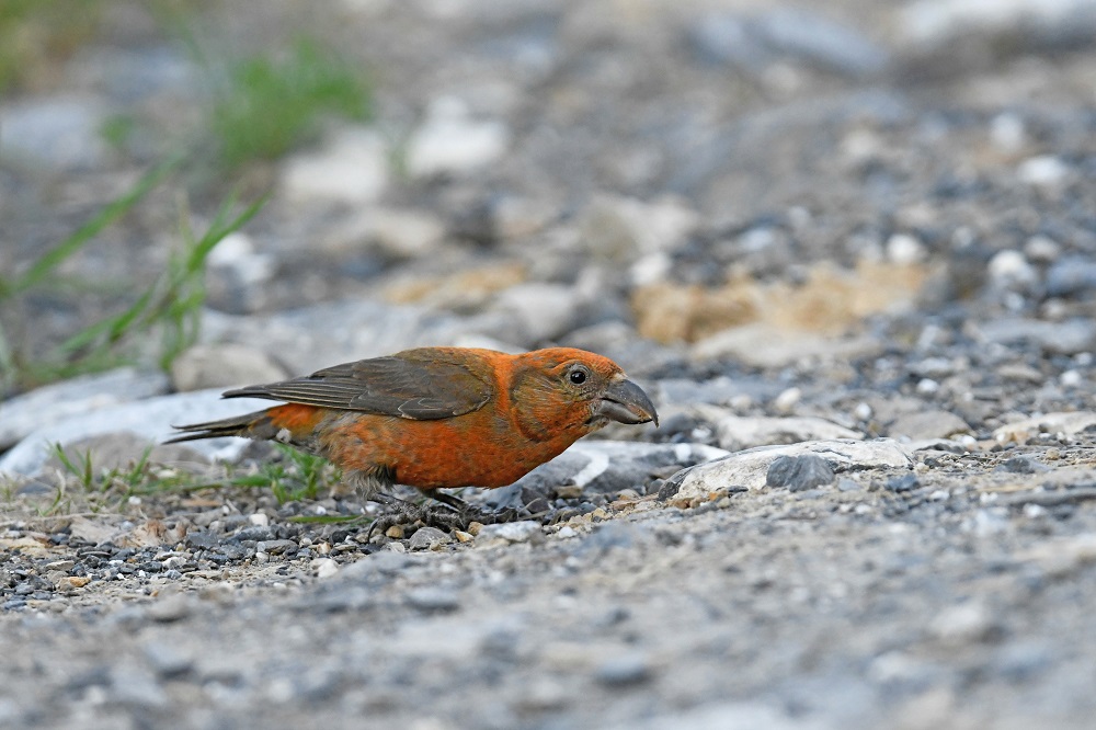 _DSC0711 - Copie.JPG