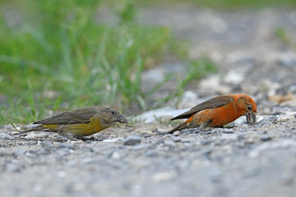 _DSC0747 - Copie.JPG