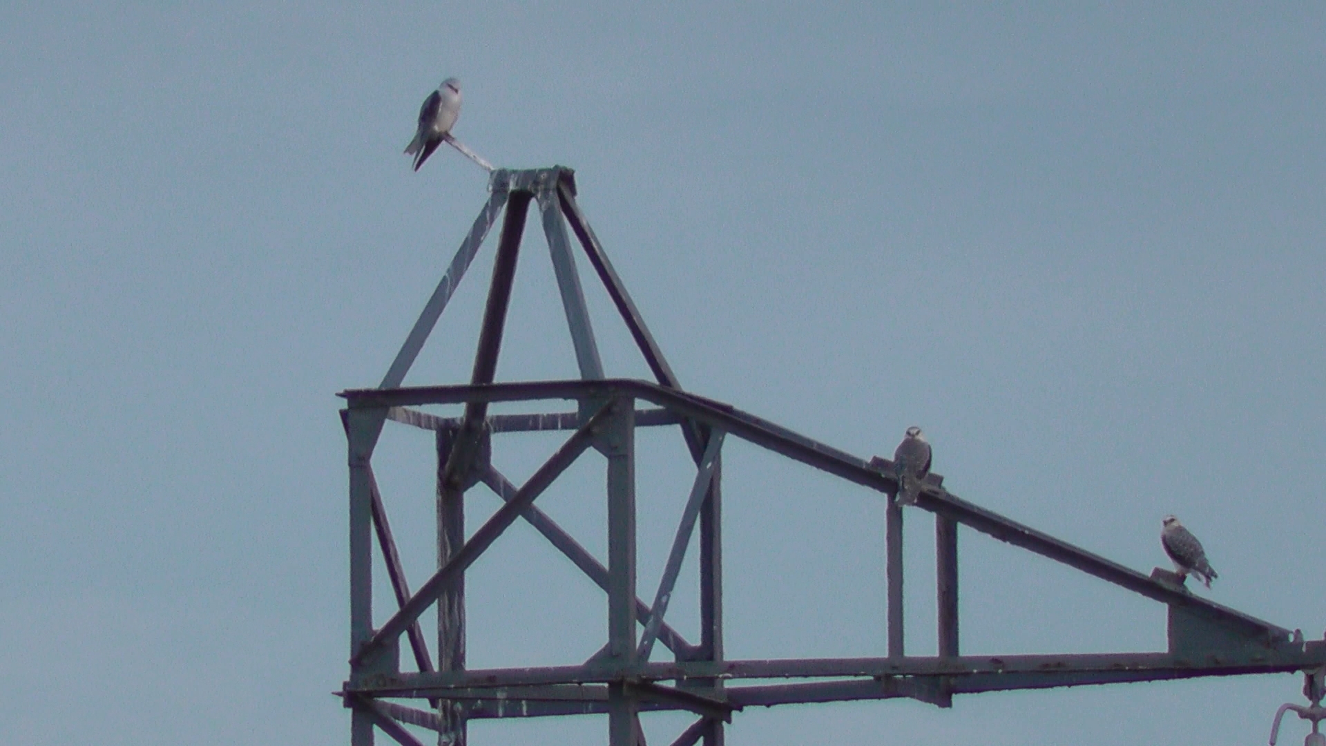 trois élanions.jpg