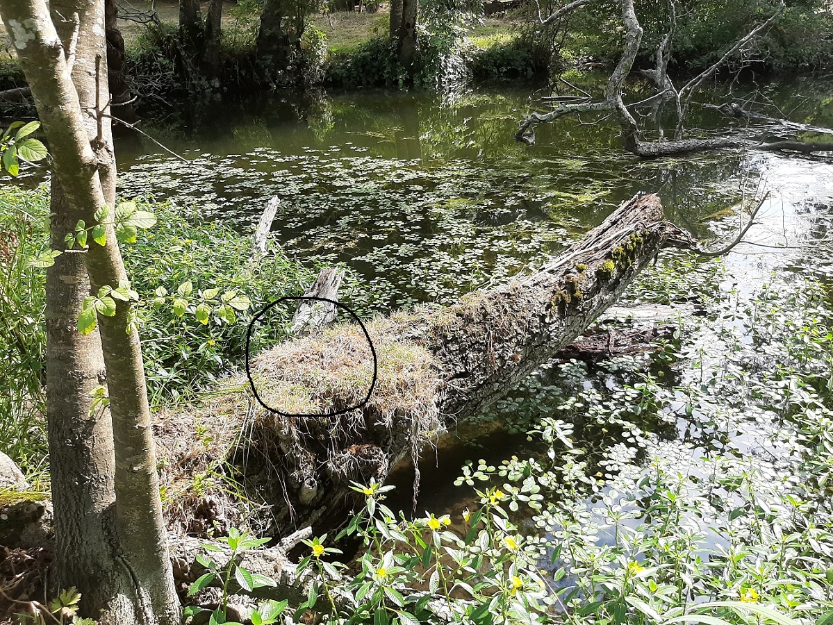 épreintes loutre  1.jpg