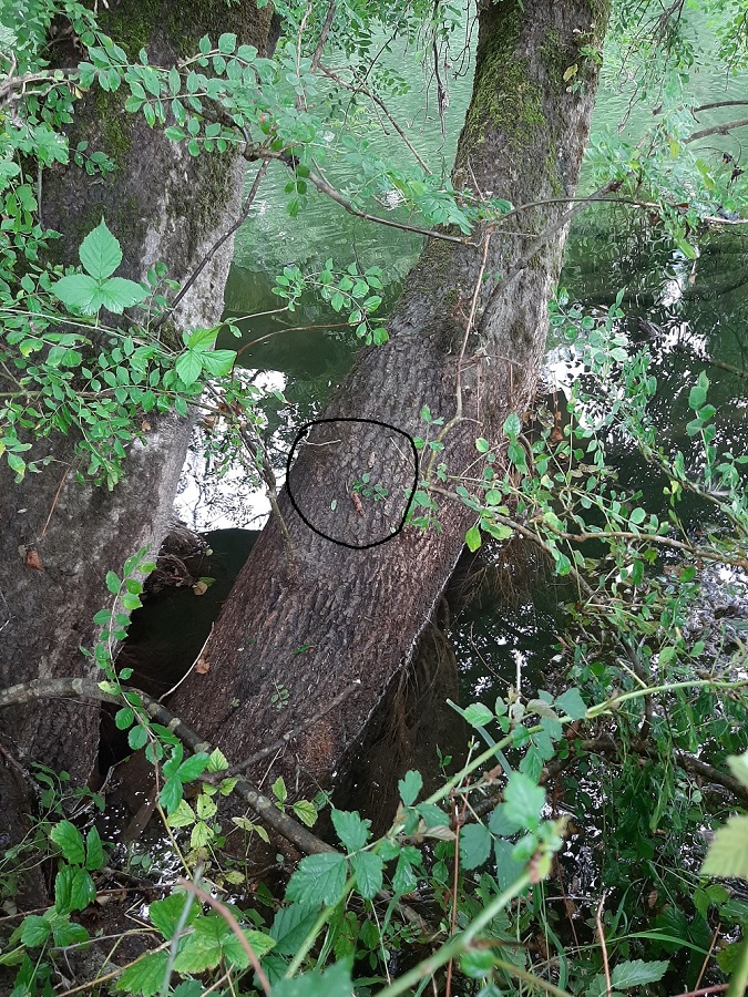 loutre 18 08 2020.jpg