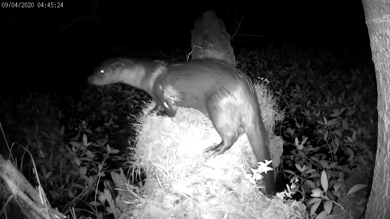 loutre 04 09 2020 a.jpg