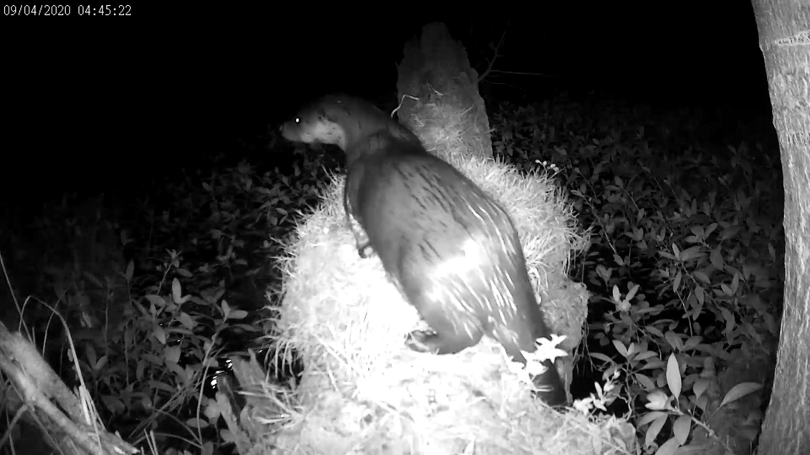 loutre 04 09 2020 c.jpg