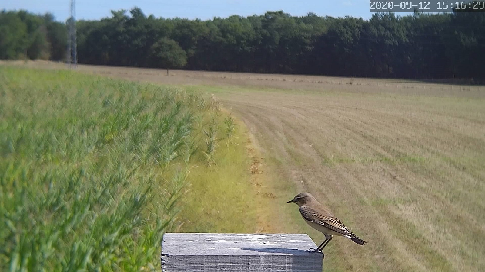 traquet motteux A.jpg