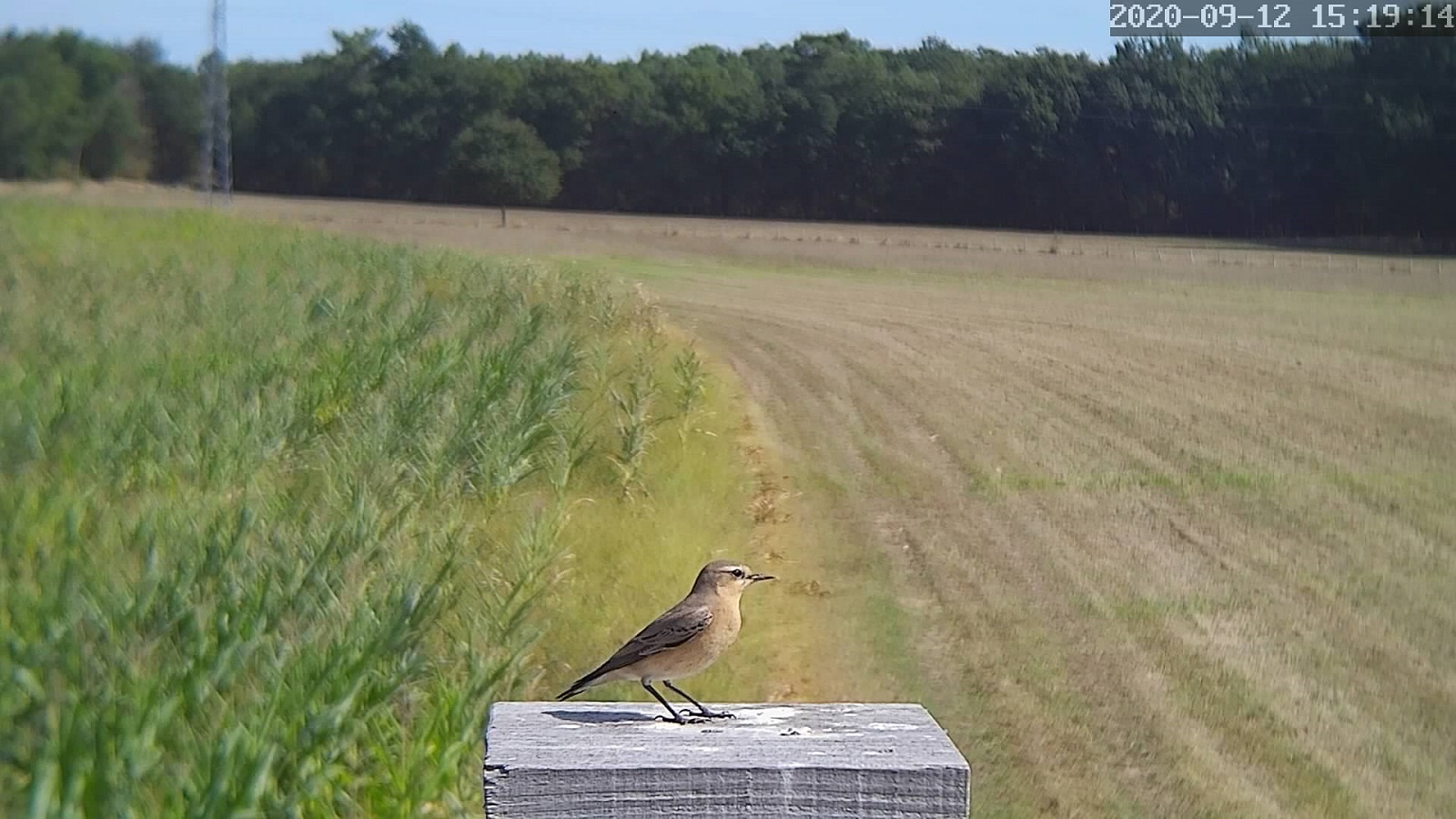 traquet motteux B.jpg