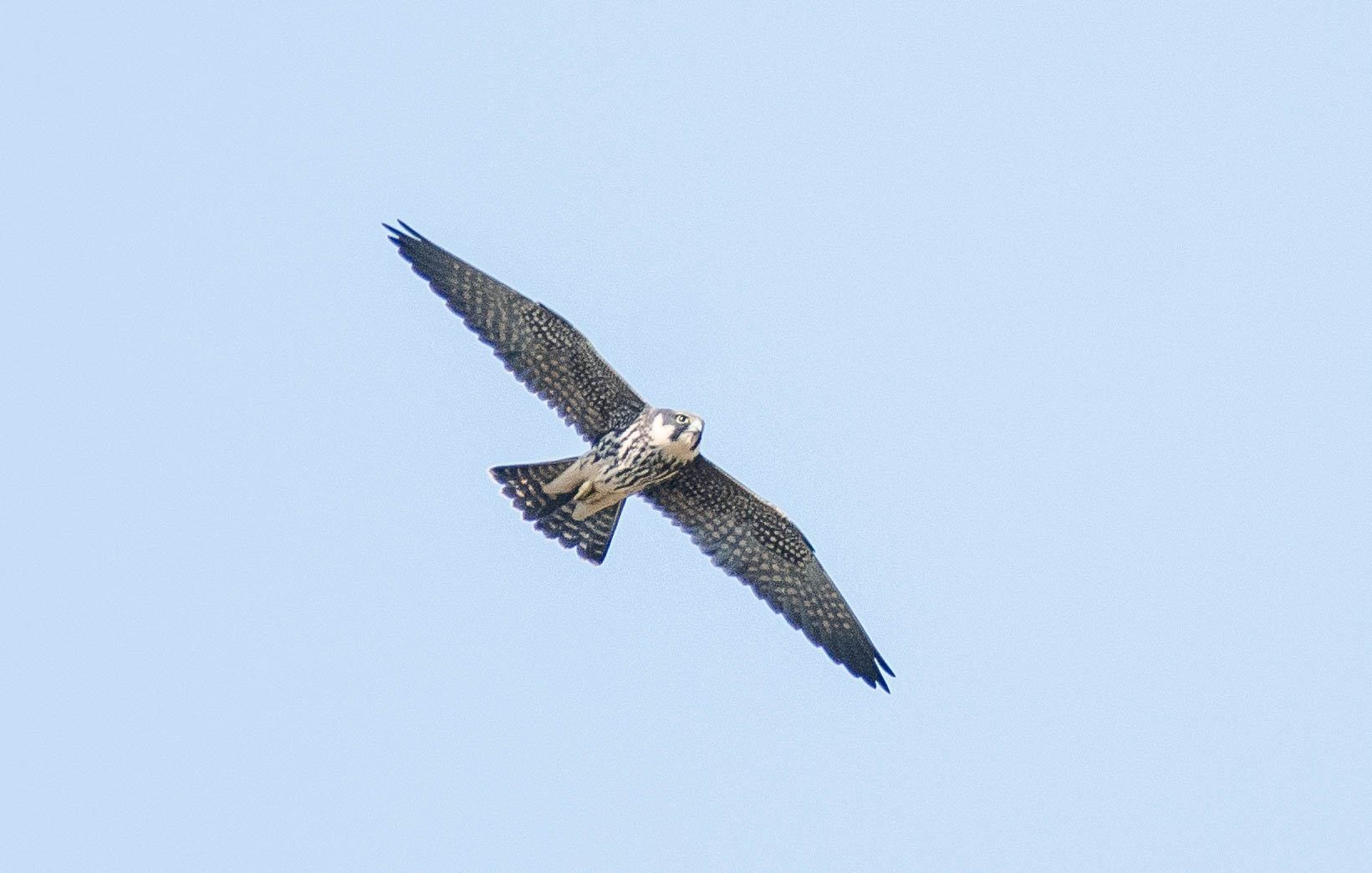 Faucon Hobereau Septemb 2020 ISO 560 420 mm f-5.6 1-1600 s.jpg