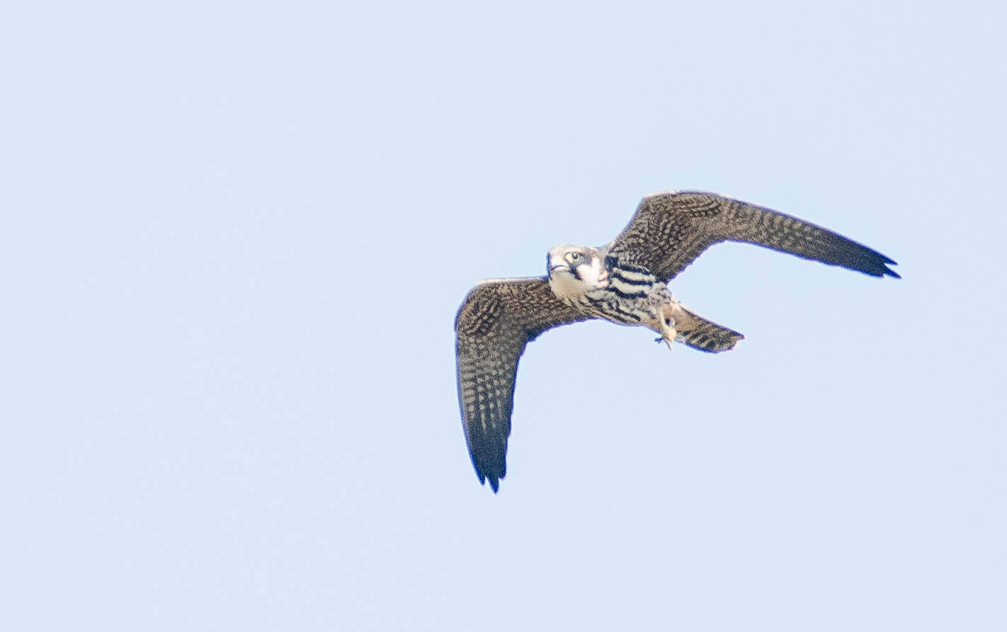 Faucon Hobereau Septemb 2020 ISO 500 420 mm f-5.6 1-1600 s.jpg