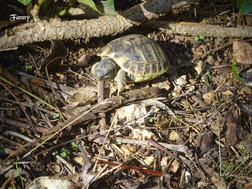 Bébé Tortue DSC06176.jpg