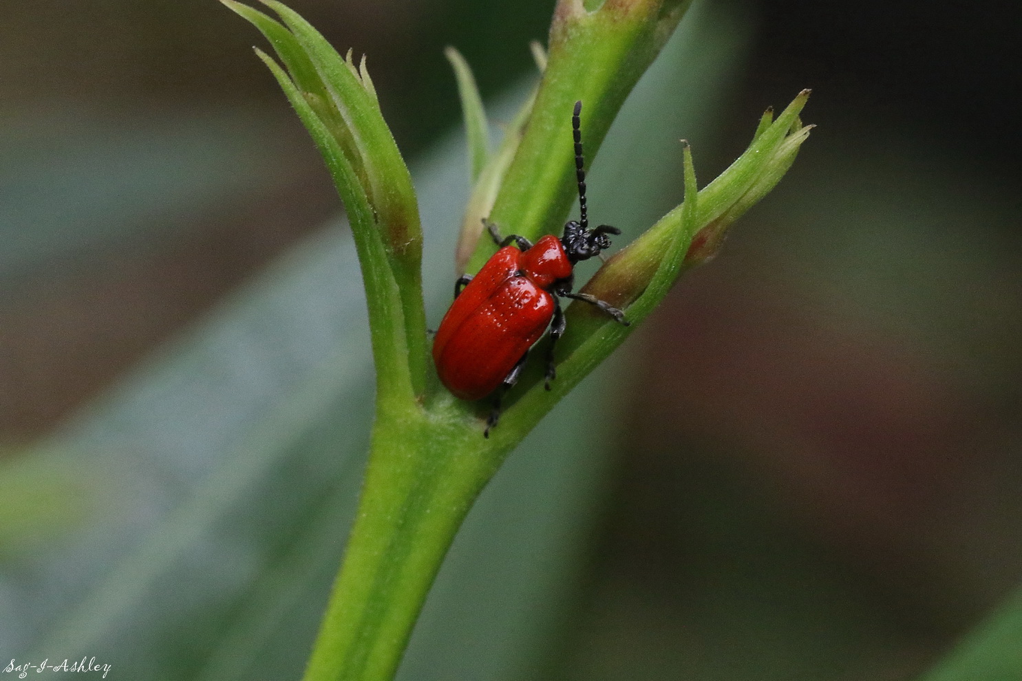 EO9A0014_GF - Copie.jpg