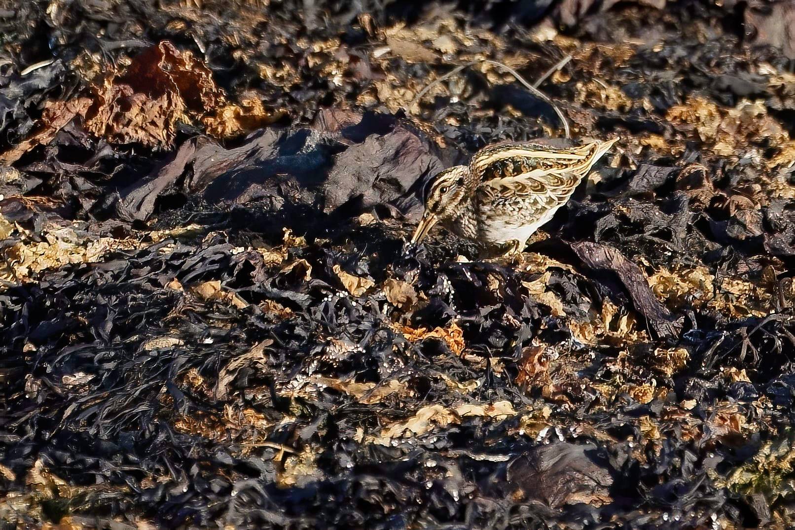 bécassine_sourde_ouessant_15oct2020_FB.jpg