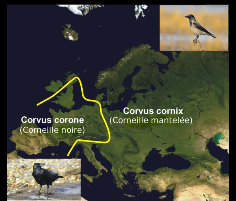 carte_corneilles_europe.jpg