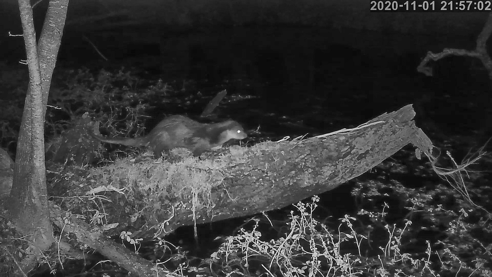 loutre 01 11 2020.jpg