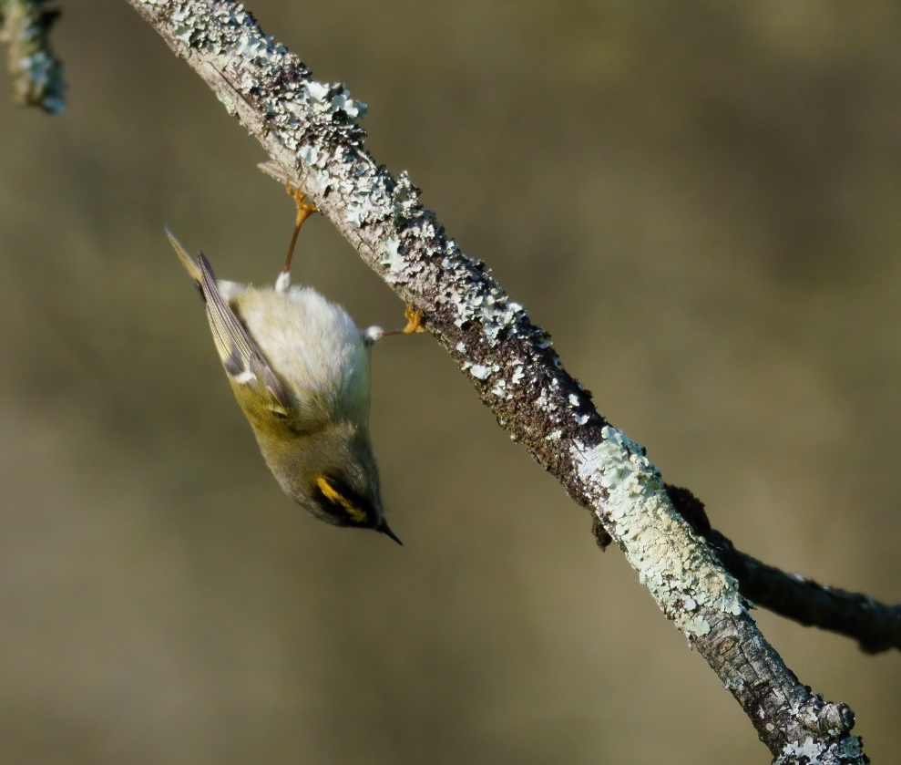 roitelet_huppé_Pally_20nov2020_tete_en_bas.jpg