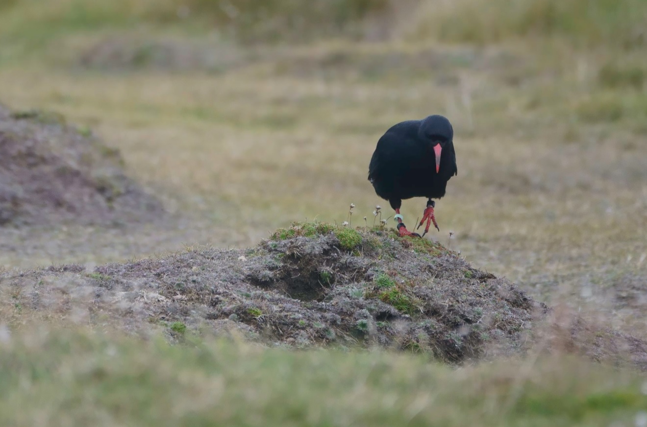 crave_à_bec_rouge_Ouessant_19oct2020.jpg