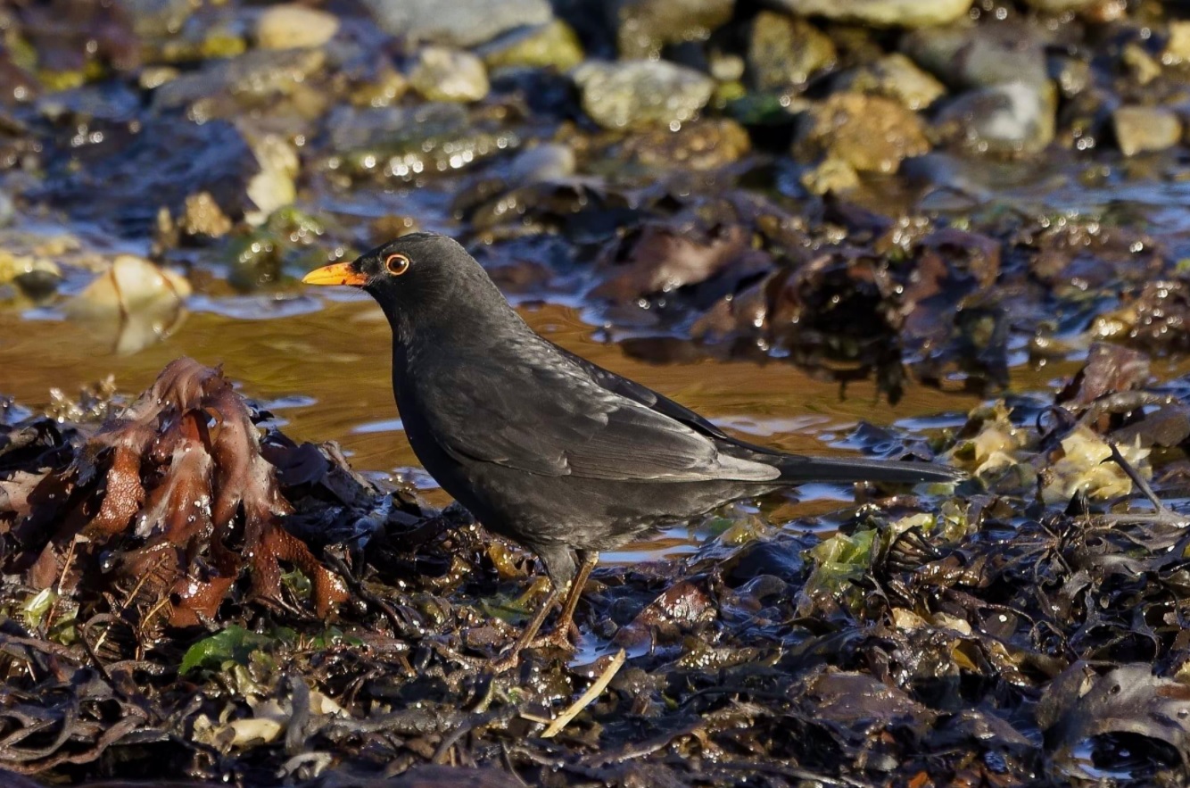 merle_noir_ouessant_15oct2020.jpg