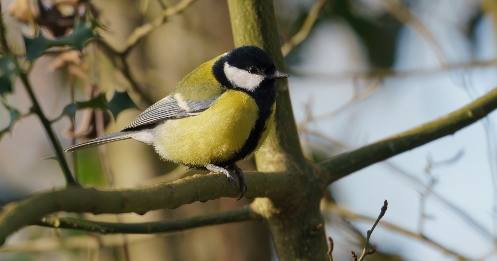 mésange_charbonière_Pally_12dec2020.jpg