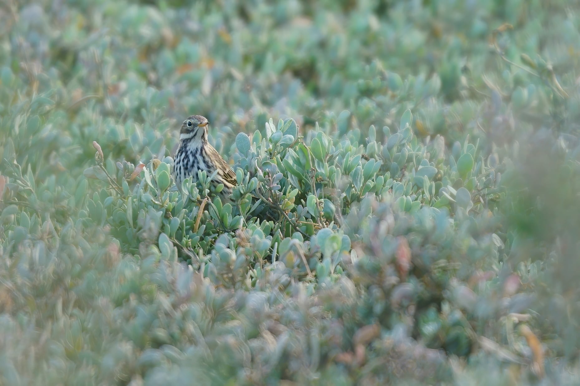 pipit_farlouse_Aiguillon_17dec2020_FB_obiones.jpg