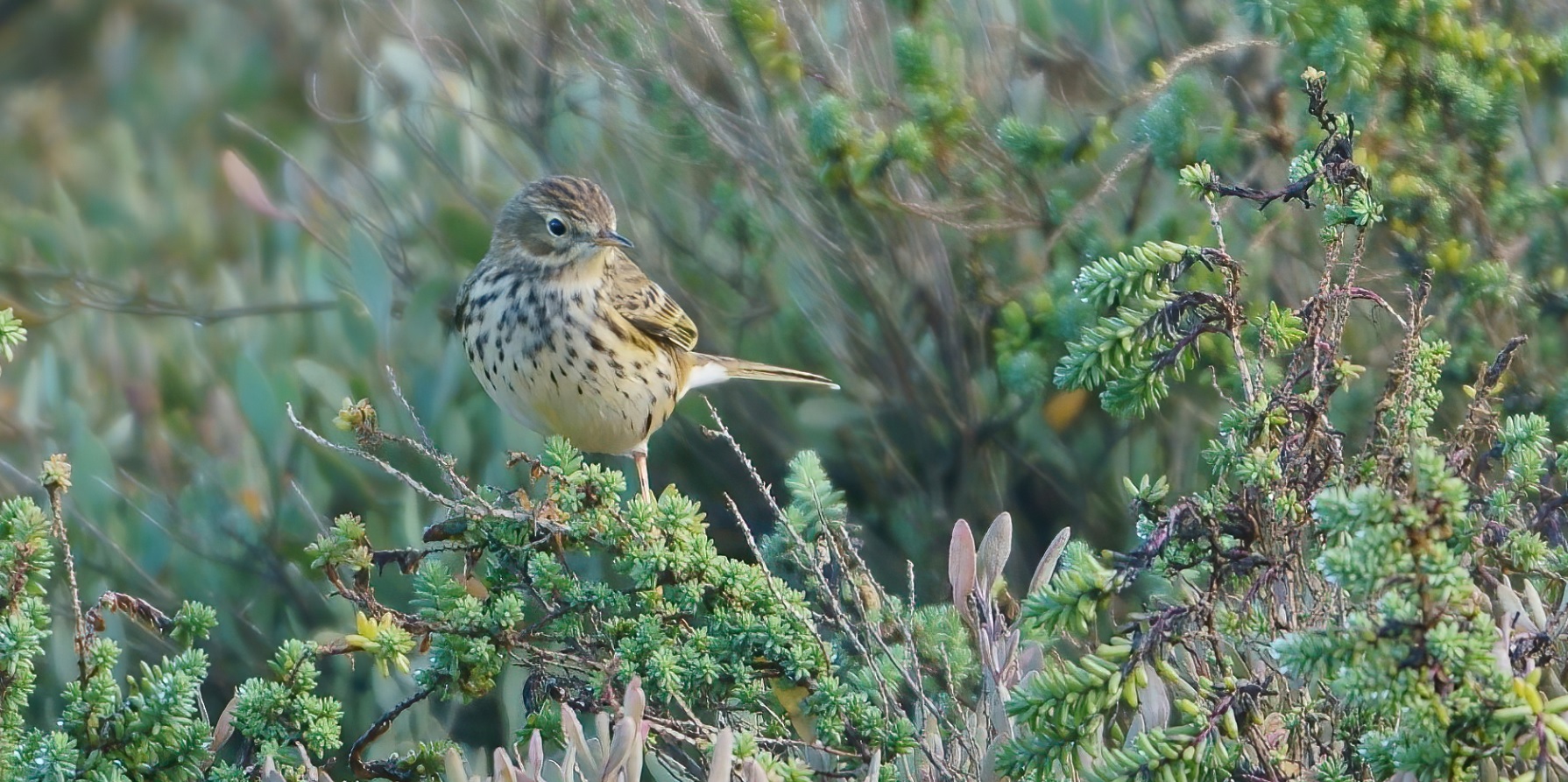 pipit_farlouse_Aiguillon_17dec2020_02.jpg