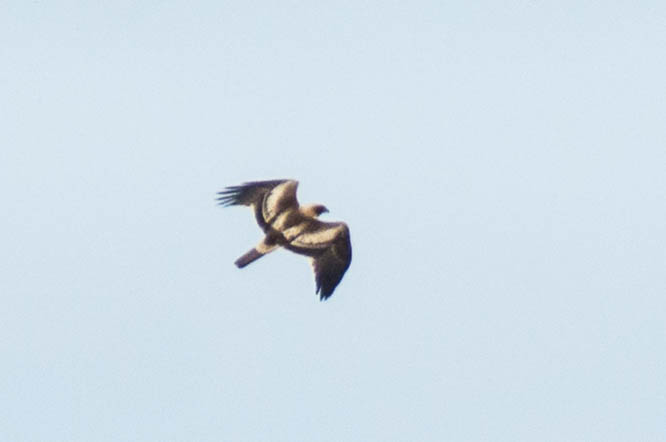 aigle botté 3.jpg