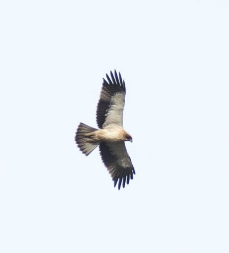 aigle botté 4.jpg