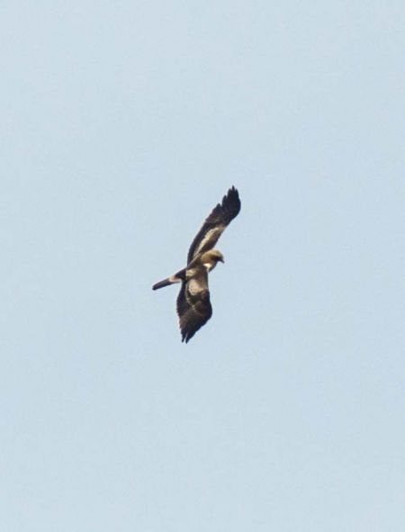 aigle botté 5.jpg