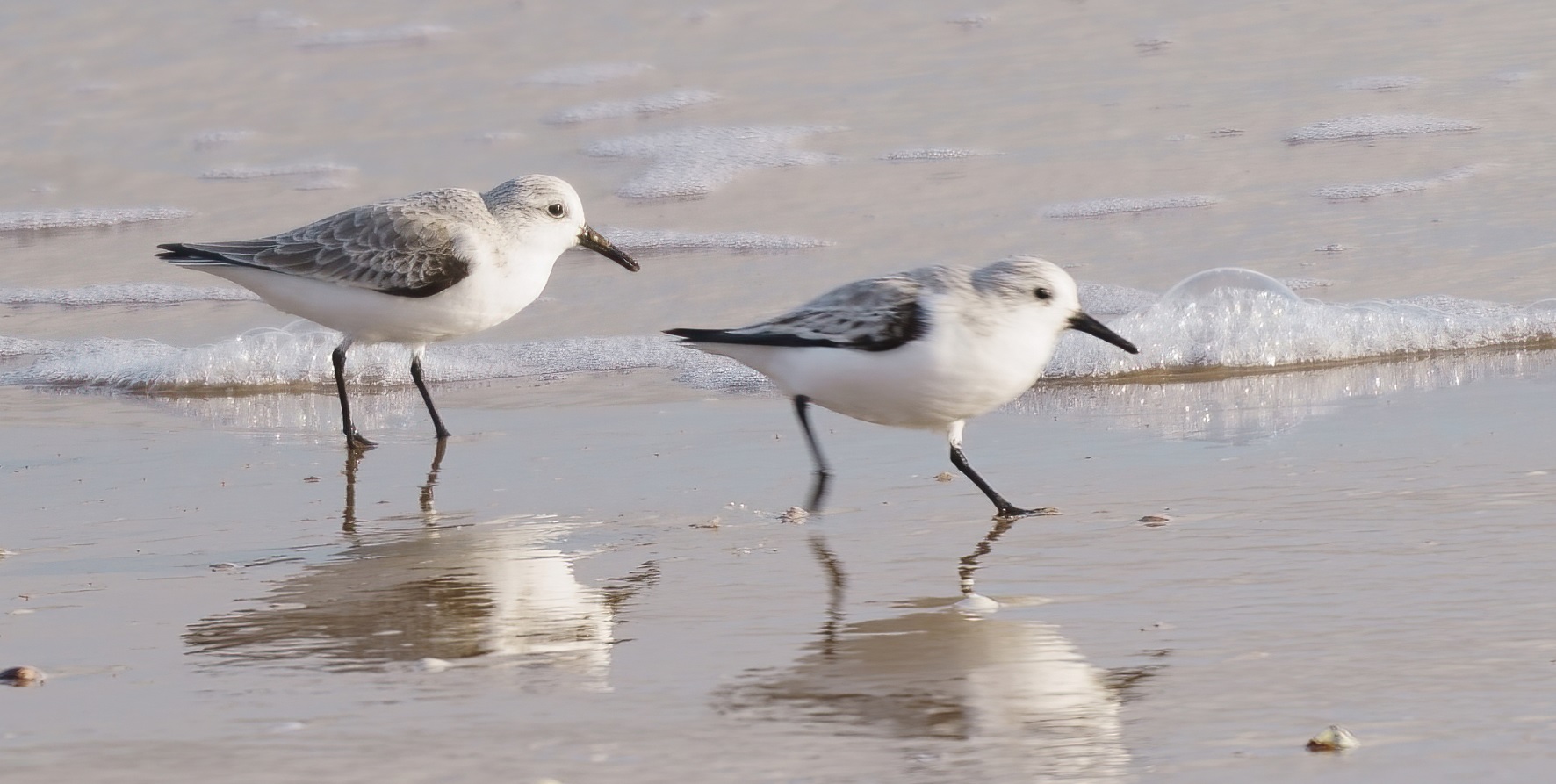 bécasseau_sanderling_Aiguillon_17dec2020.jpg
