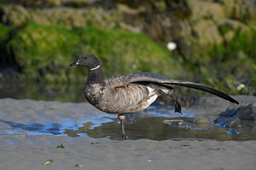 _DSC9950 - Copie.jpg