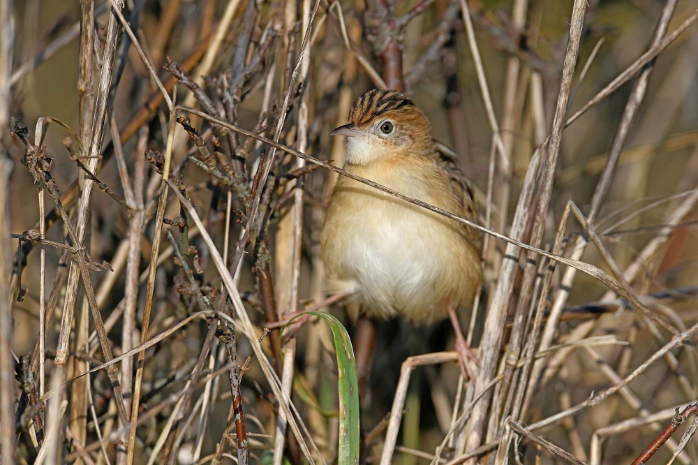 _DSC1607 - Copie.jpg