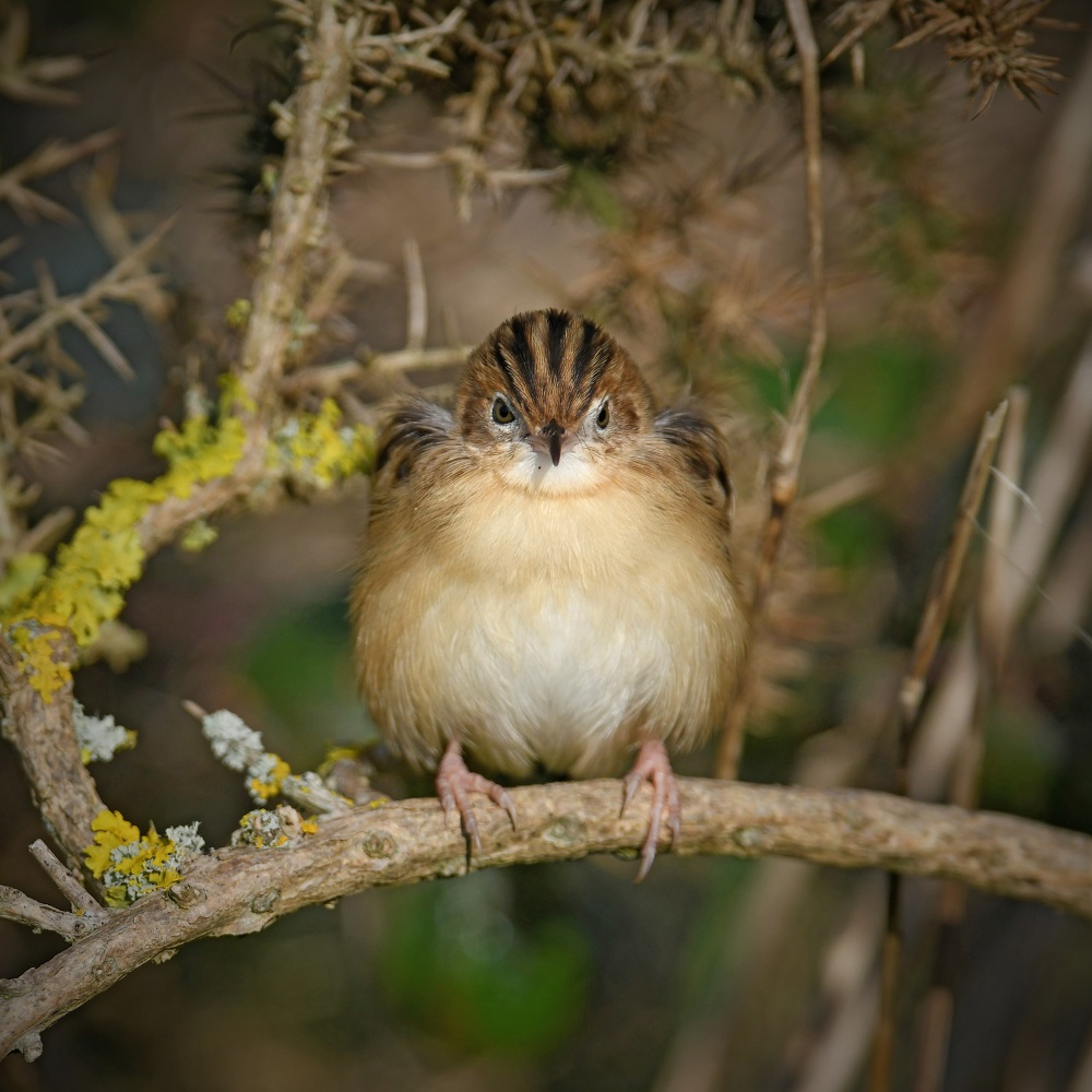 _DSC1488 - Copie - Copie.jpg