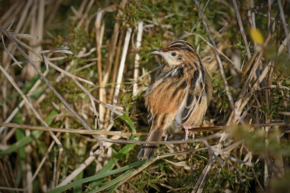_DSC1413 - Copie.jpg