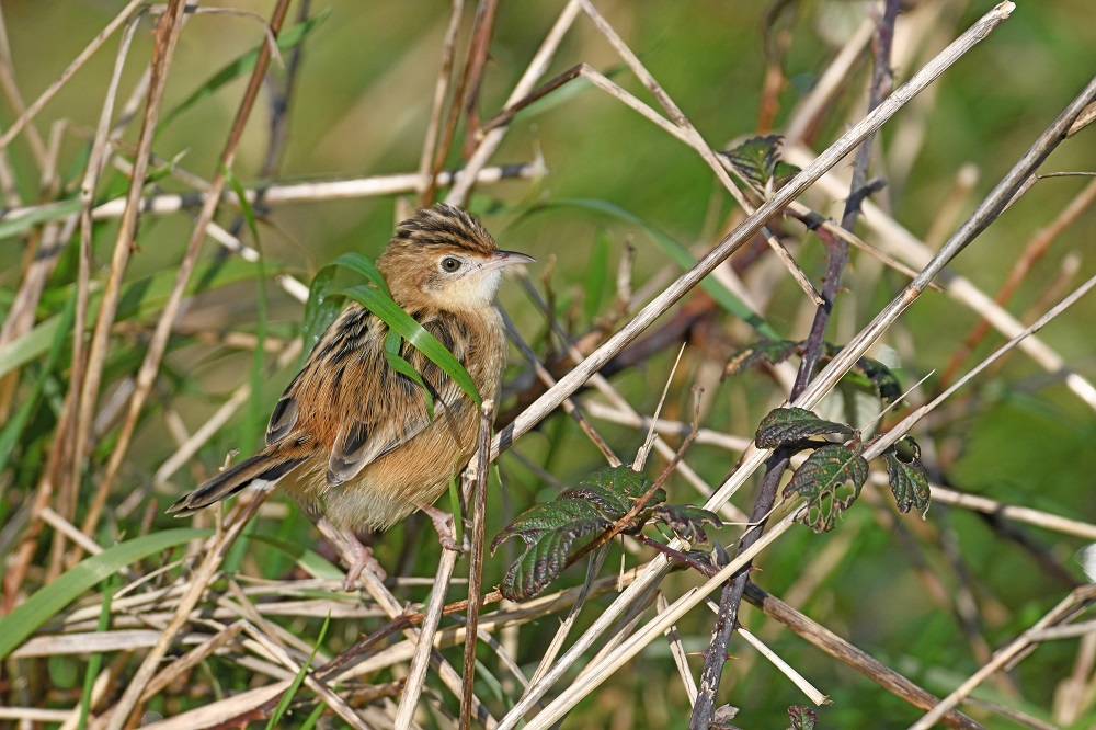 _DSC1558 - Copie.jpg