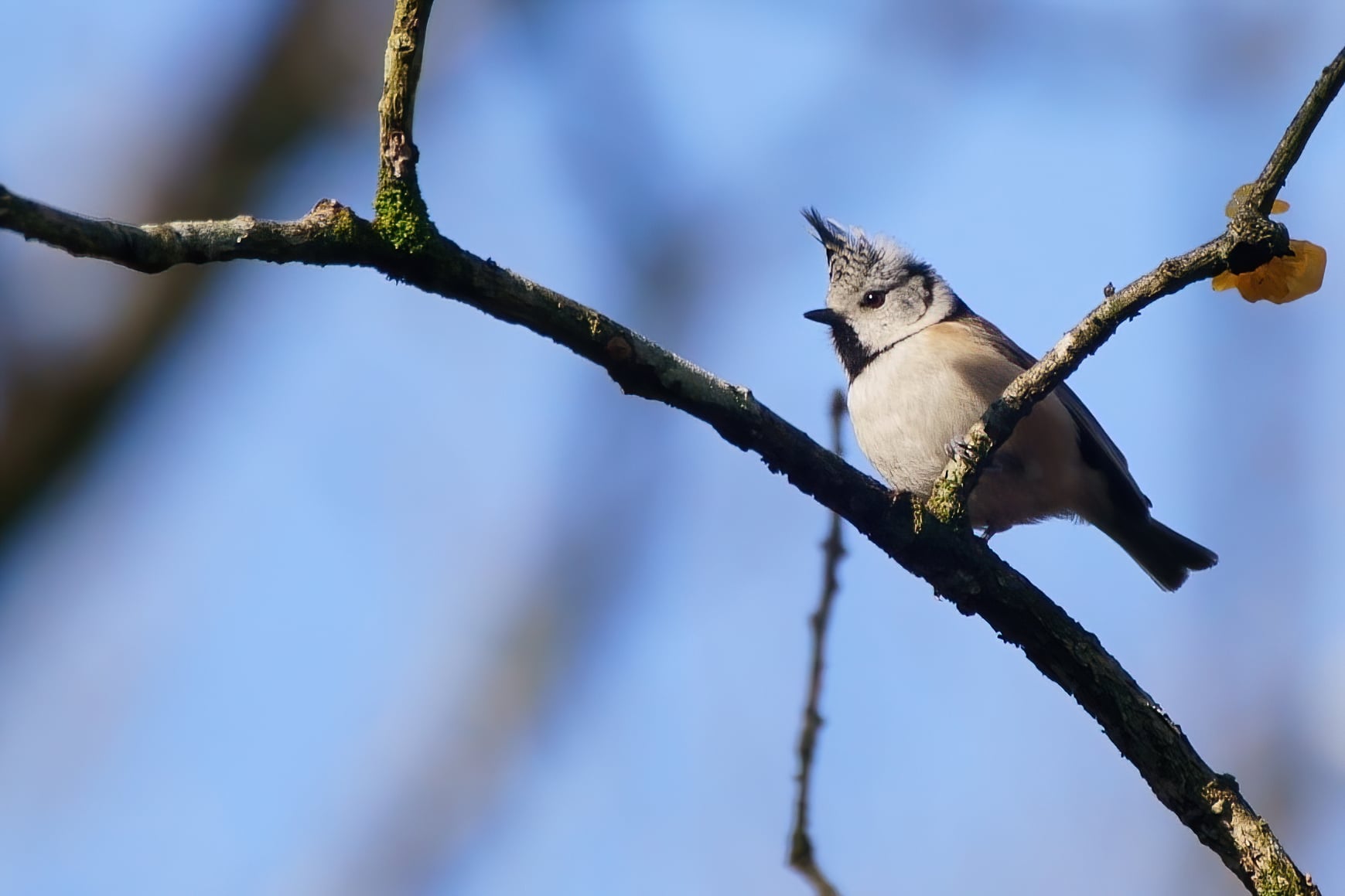 mésange_huppée_Fontainebleau_15Janv2021.jpg