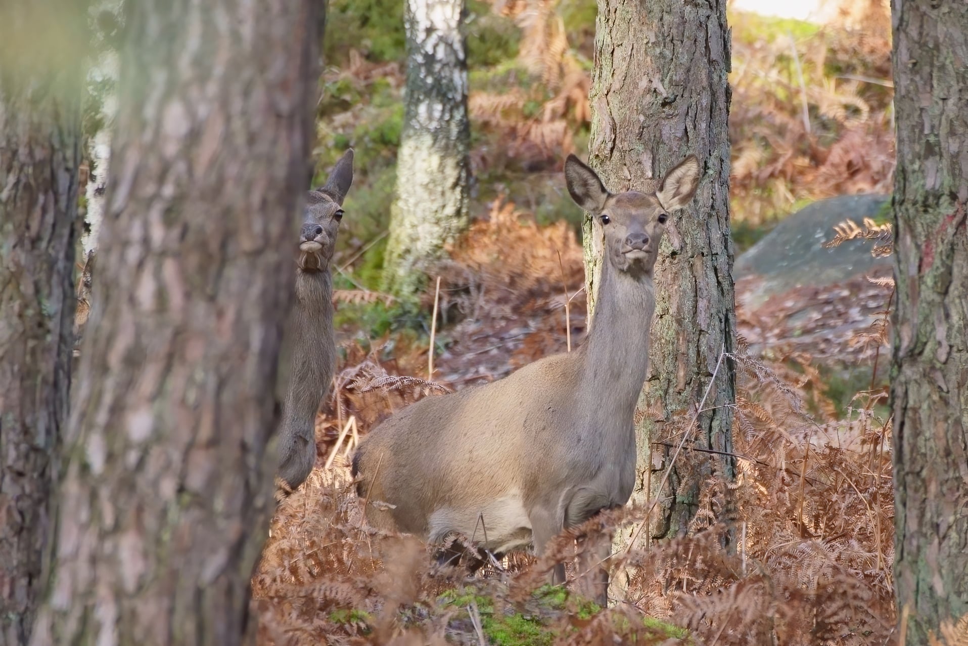 biches_Fontainebleau_15Janv2021.jpg