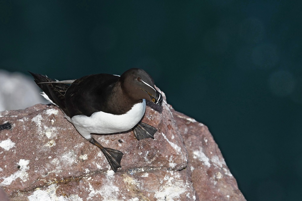 DSC_4658 - Copie.jpg