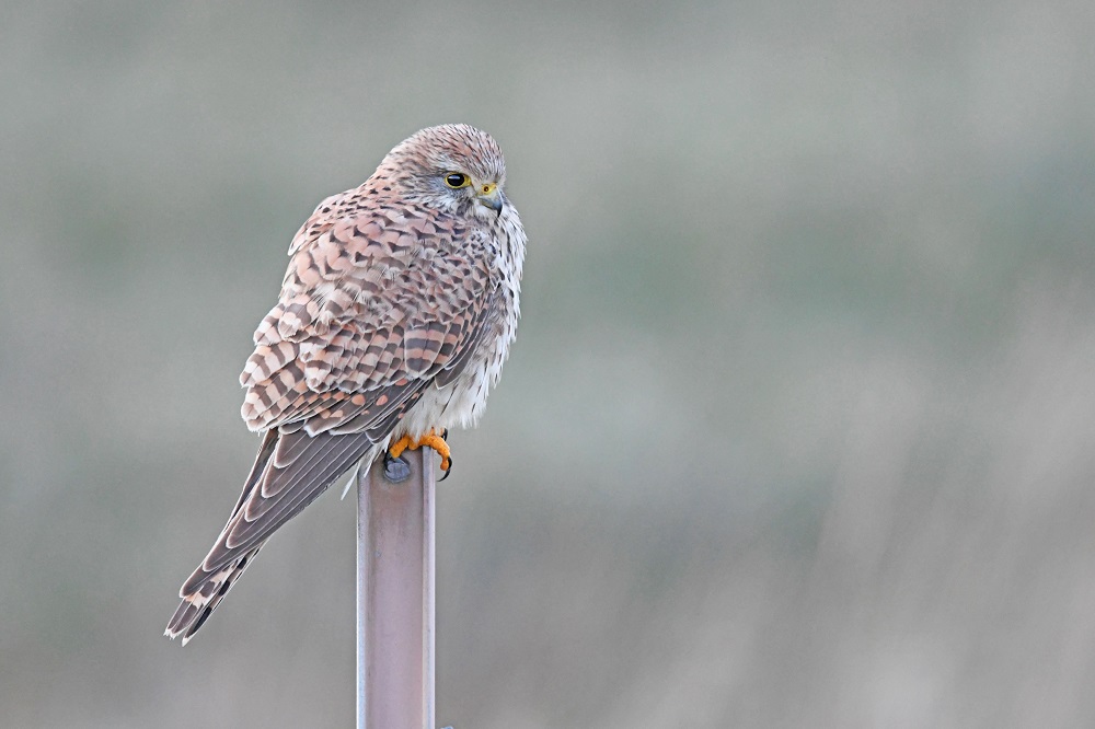 _DSC0903 - Copie.jpg