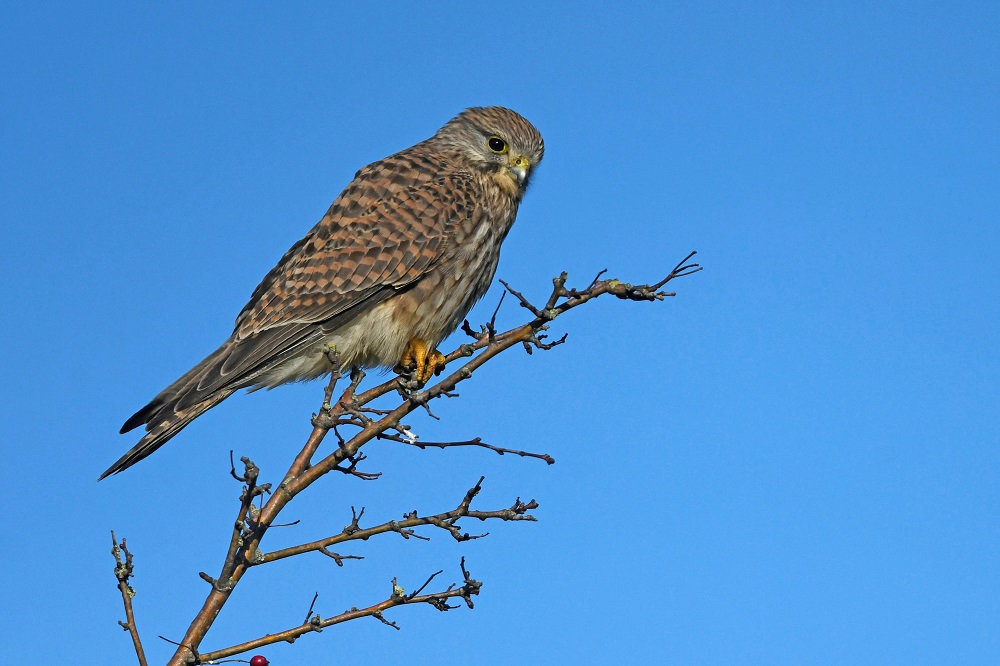 _DSC3768 - Copie - Copie.jpg