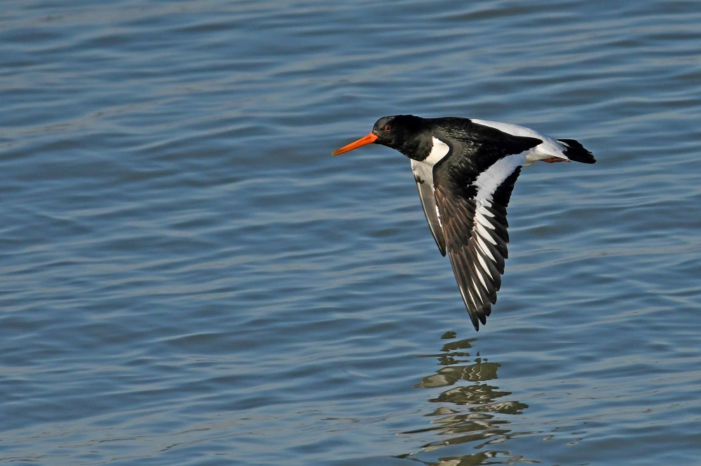 _DSC3821 - Copie - Copie.jpg