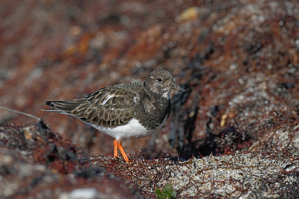 _DSC4577 - Copie.jpg