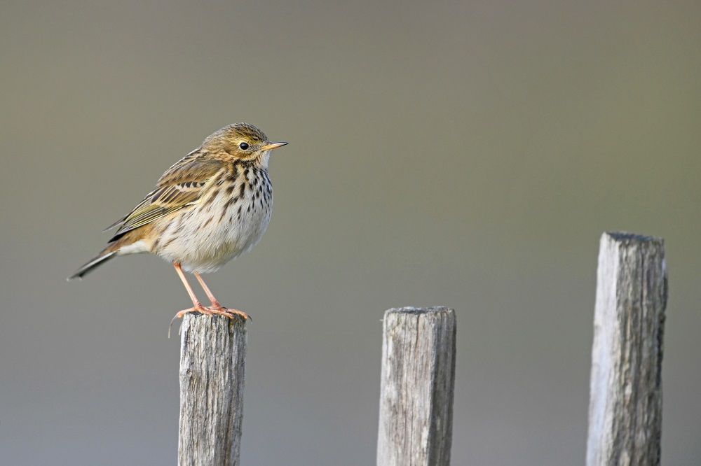 _DSC1370 - Copie.jpg