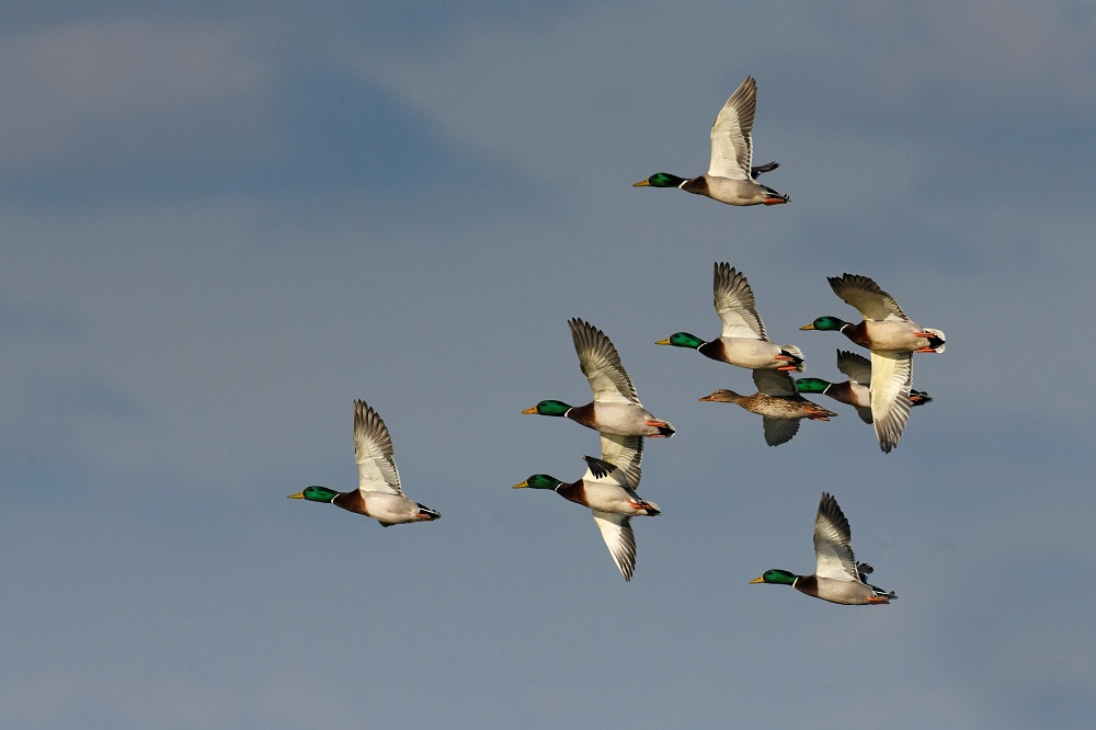 _DSC3710 - Copie - Copie.jpg