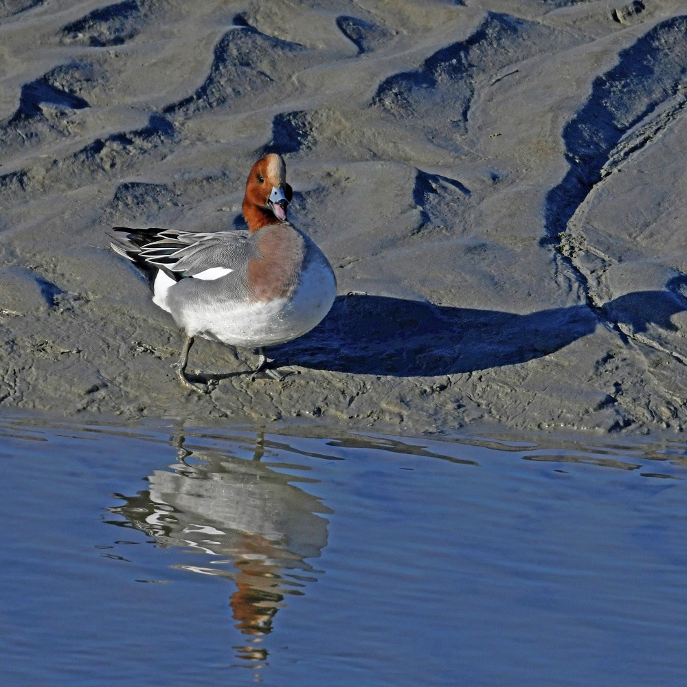 _DSC3564 - Copie.jpg