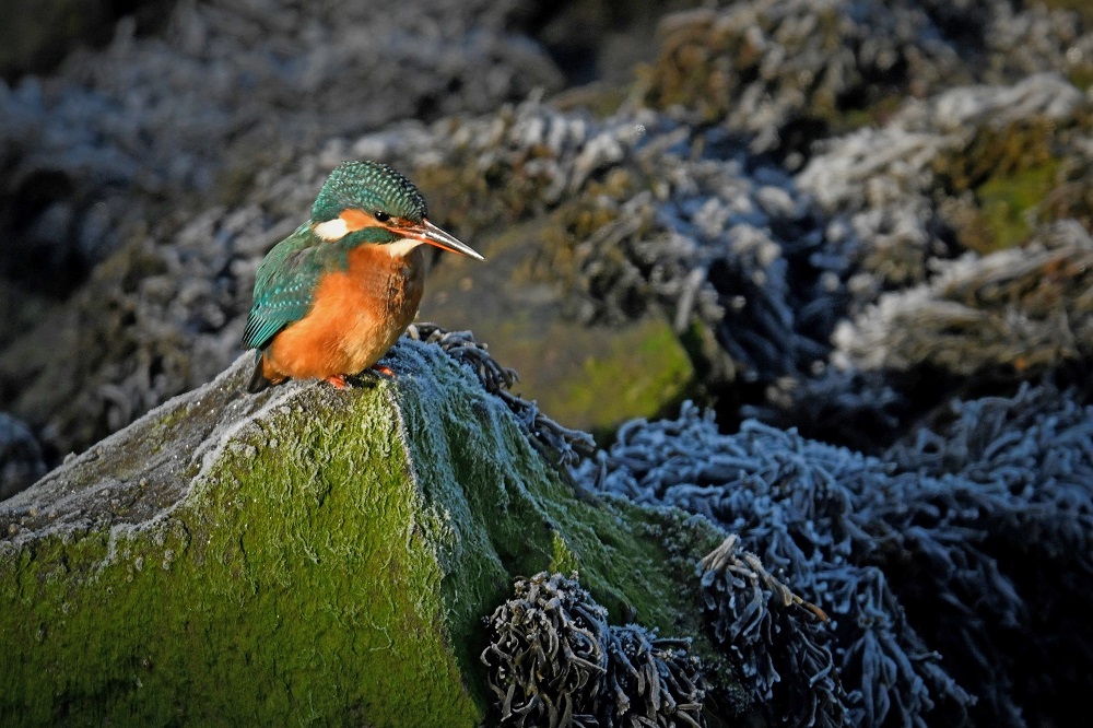 _DSC3192 - Copie - Copie.jpg