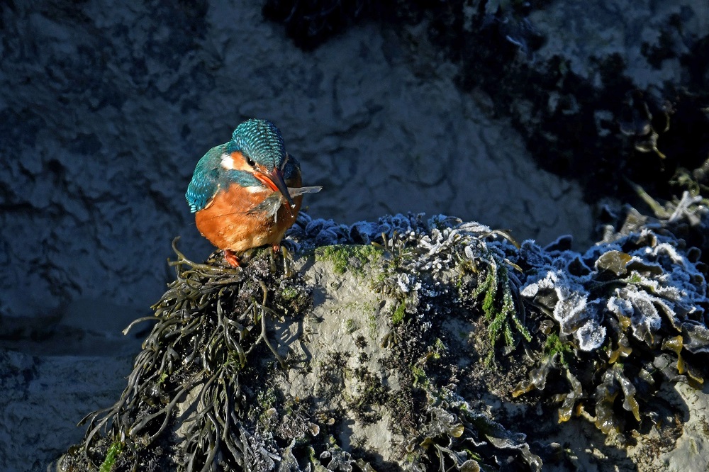 _DSC3340 - Copie.jpg