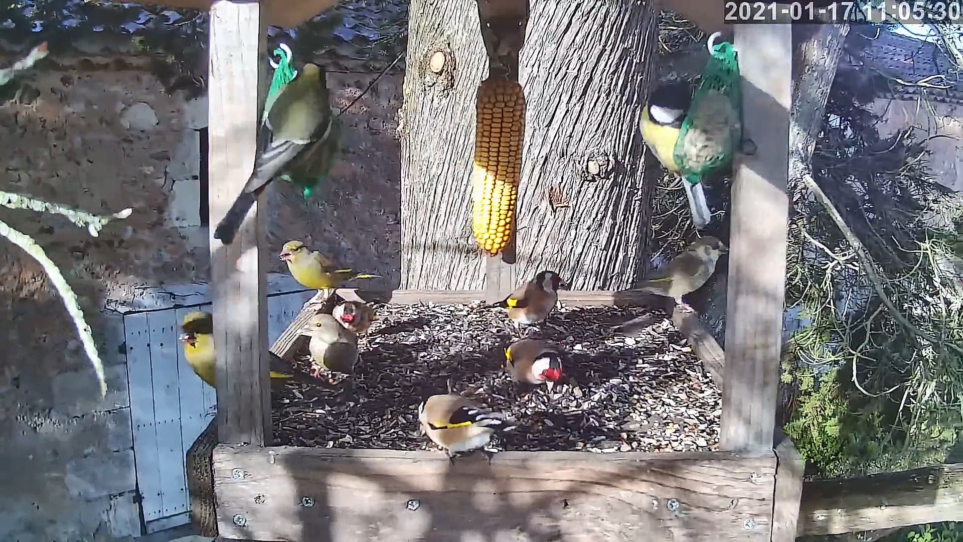 verdier leucique.jpg